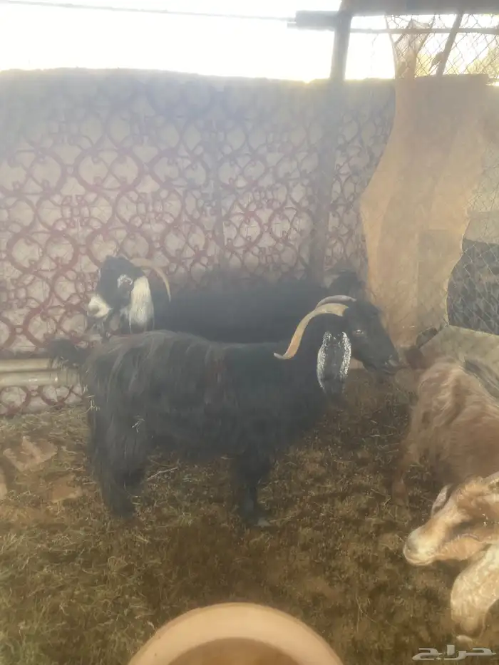 للبيع معزا 2