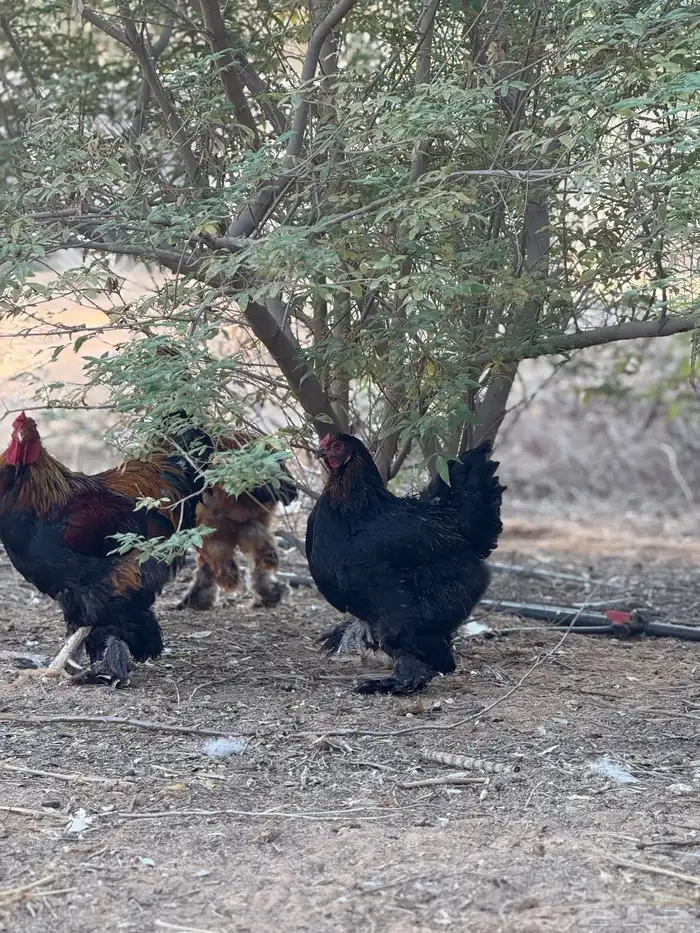 دجاج براهما 8