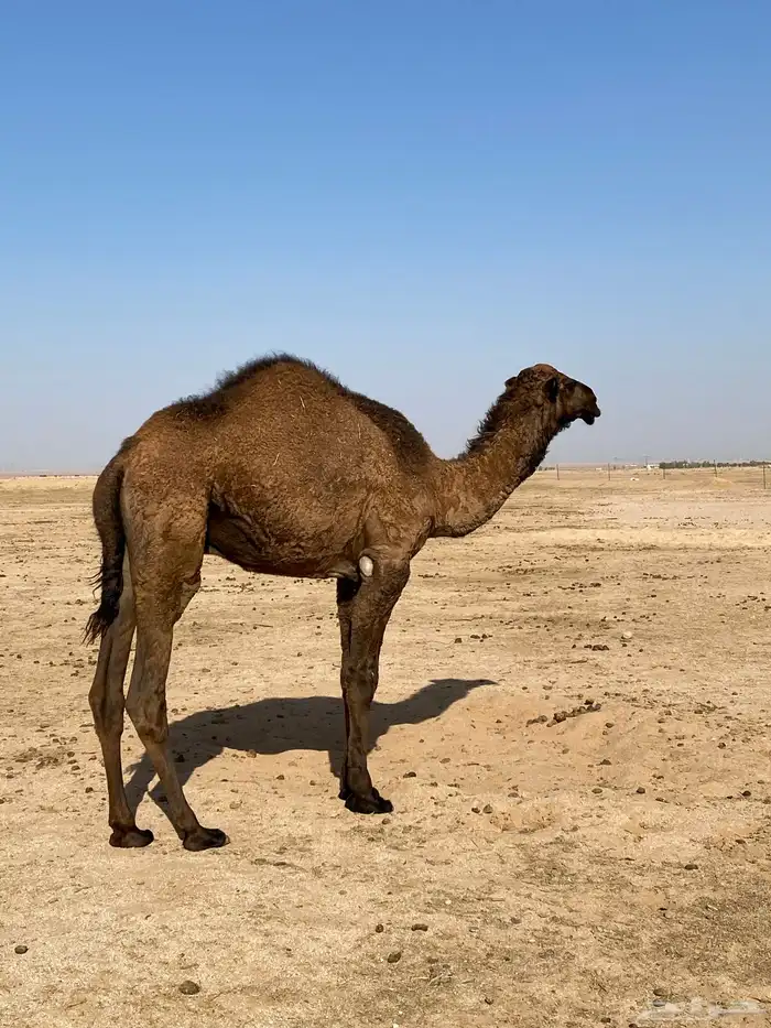 قعود اصفر للبيع 0