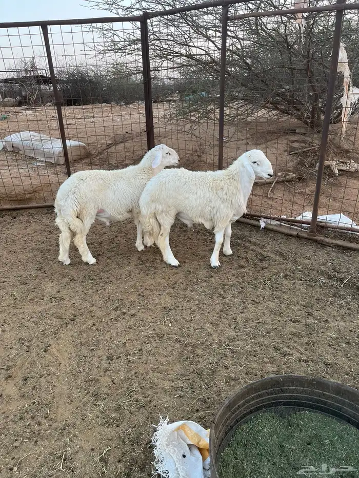 طلي جذعان نظيف 0