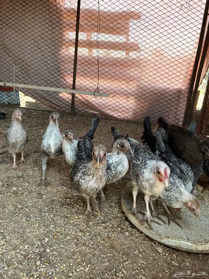 صوص فيومي للبيع 2