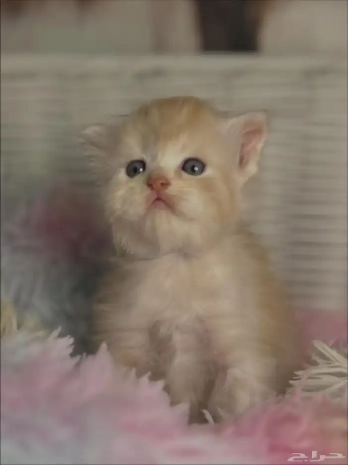 كيتن سكوتش للبيع 2