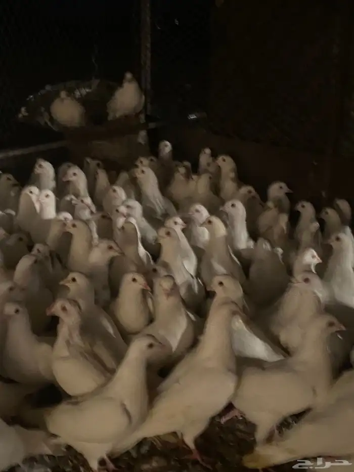 تم البيع الله يبارك لرعيه 7