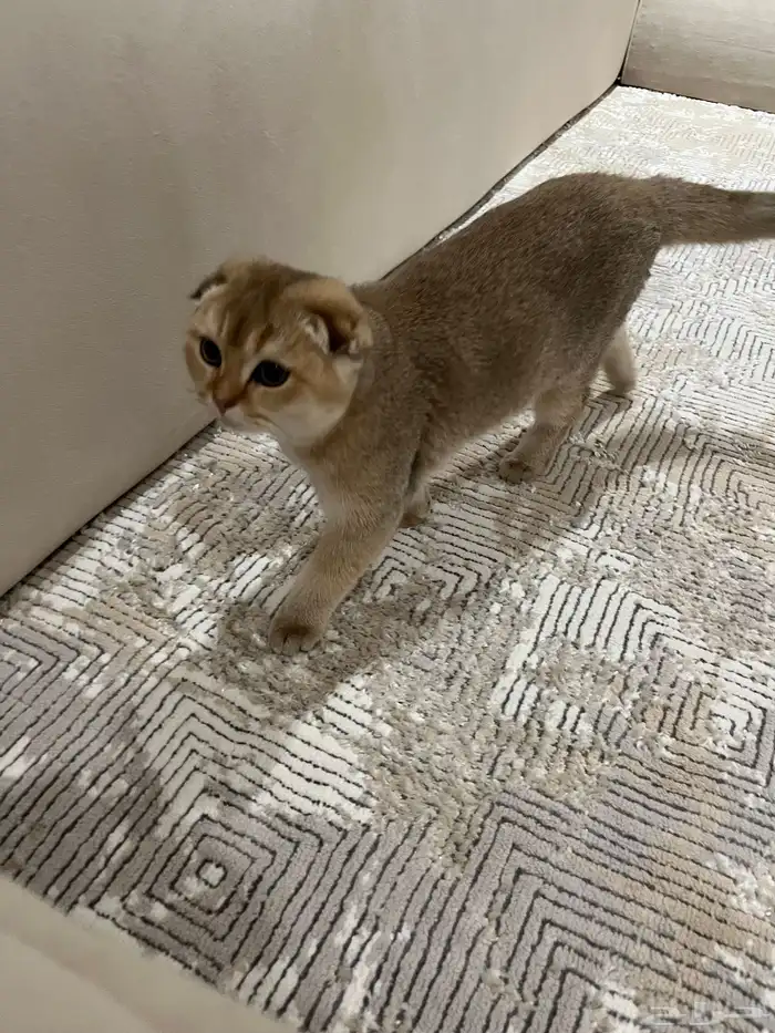 سكوتش فولد تربل قولد 3