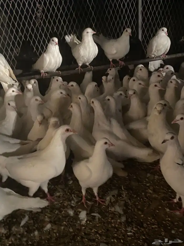 تم البيع الله يبارك لرعيه 14