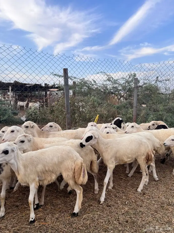 رخال رفيدي من 730 4