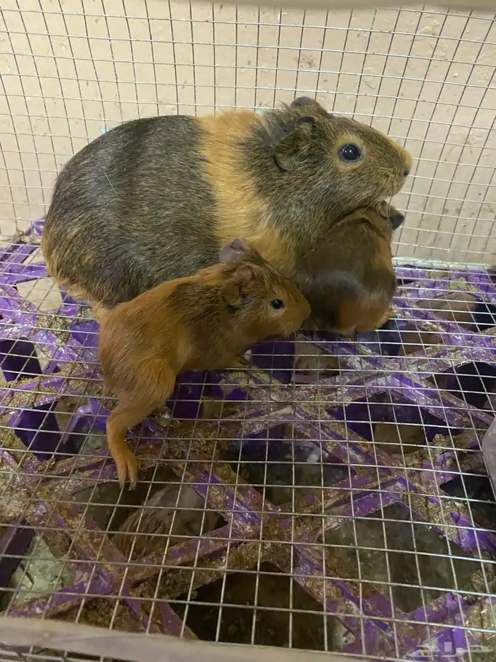 عاجل وبر مع عيالها 3