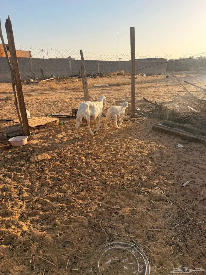 حريه تامه والد برخل عمره شهرين 4