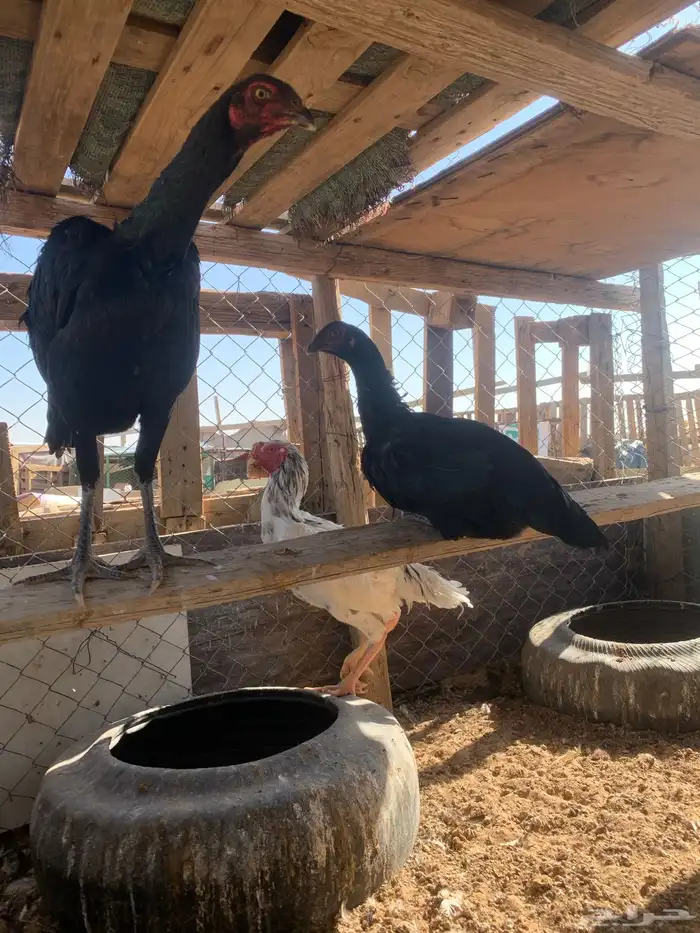 للبيع دجاج باكستاني العدد 27 دجاج مع اديك عددهم 8 12