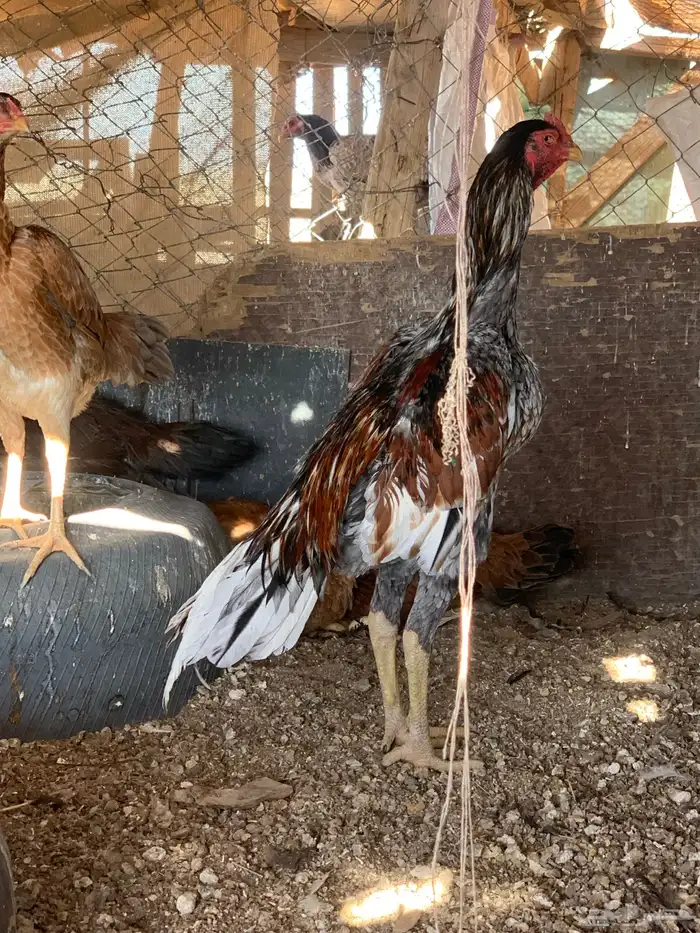 للبيع دجاج باكستاني العدد 27 دجاج مع اديك عددهم 8 27