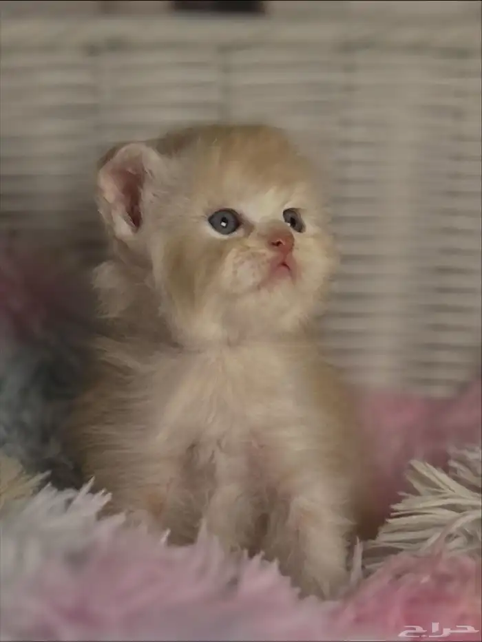 كيتن سكوتش للبيع 0