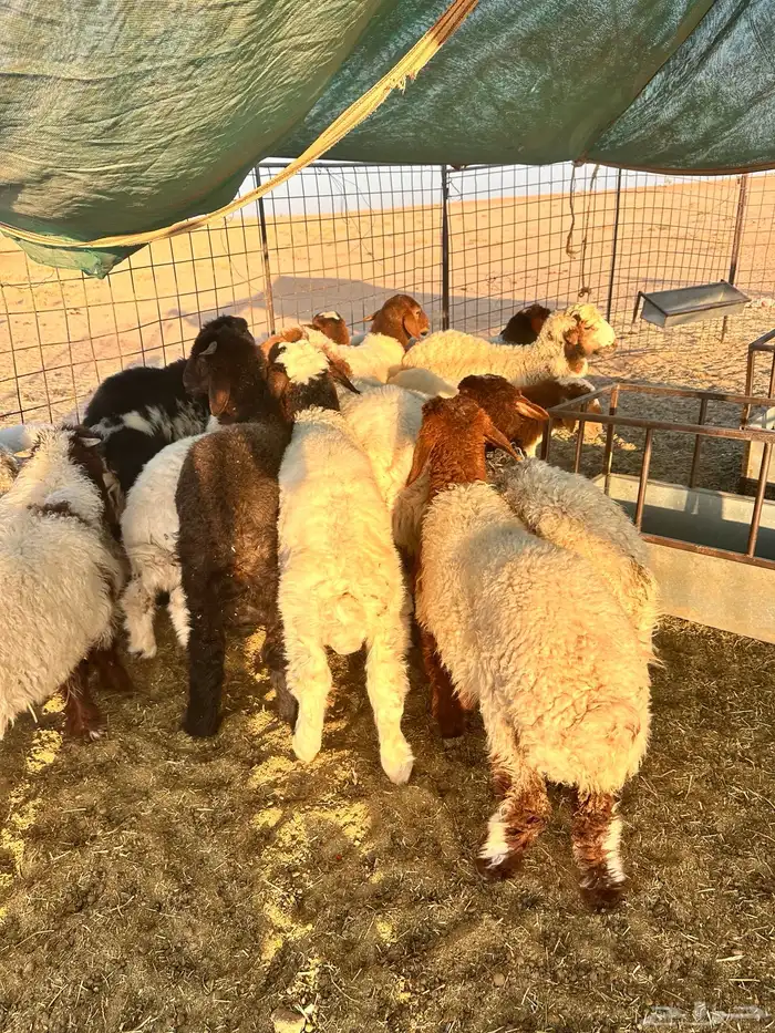 طليان نعيم العدد 19 2