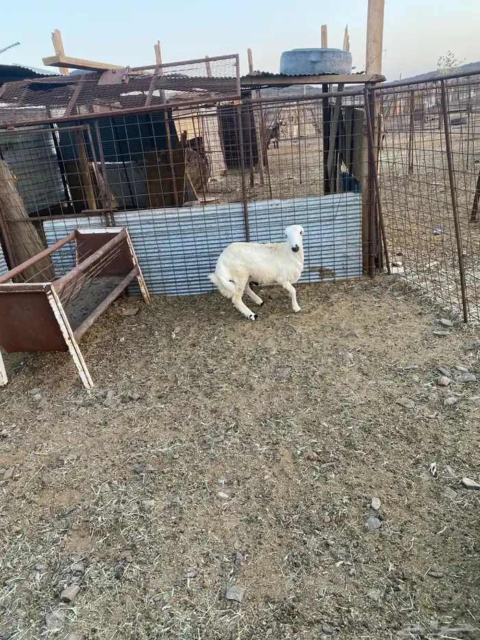 للبيع خروف رفيدي 0