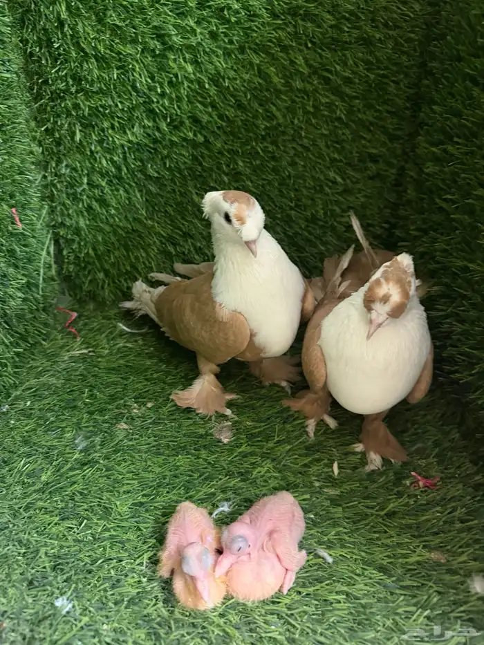 حمام لبناني 5