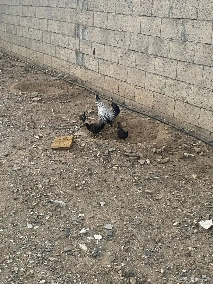 دجاج للبيع وحمام 2