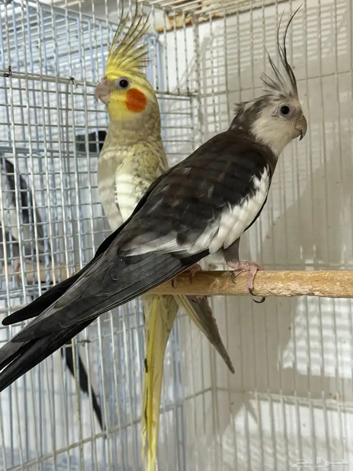 للبيع 4 اجواز كروان منتجات .. 10