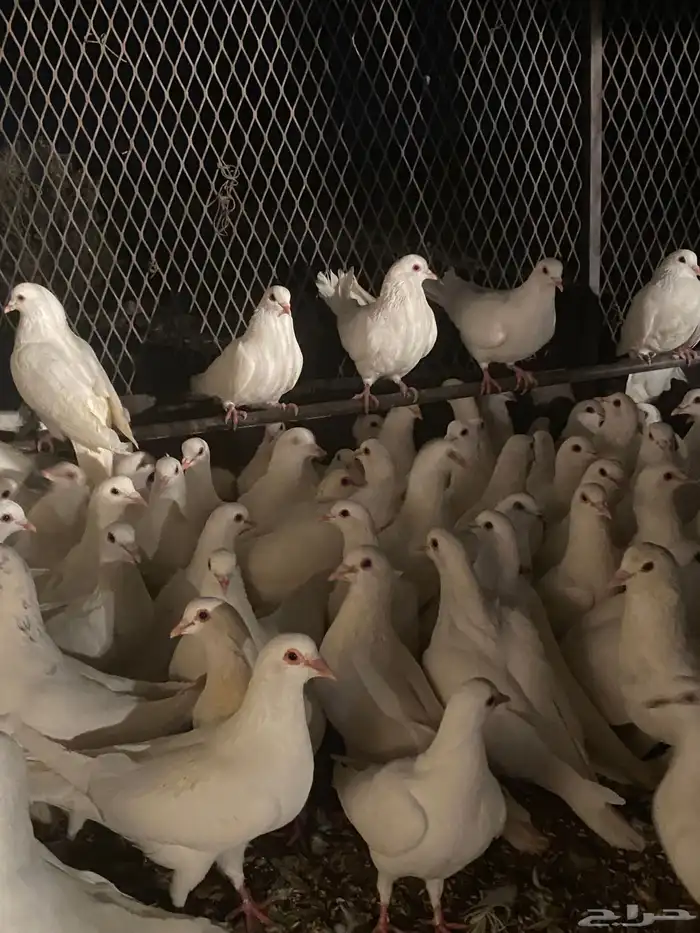 تم البيع الله يبارك لرعيه 15