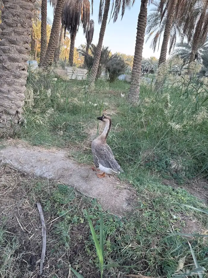 للبيع ذكر وز عراقي السعر 150 صحه ونضافه 0