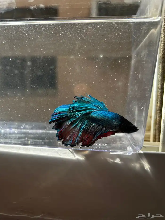 سمك فايتر الوان جميله و أشاكل رائعه مشاء الله 5