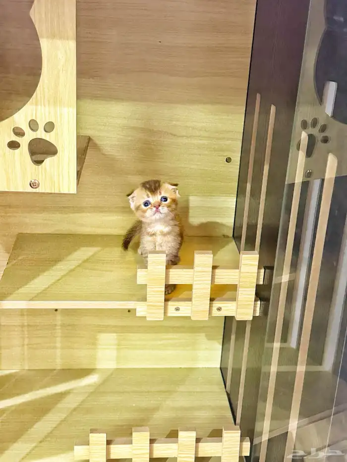 سكوتش تربل فولد بيور للبيع 2