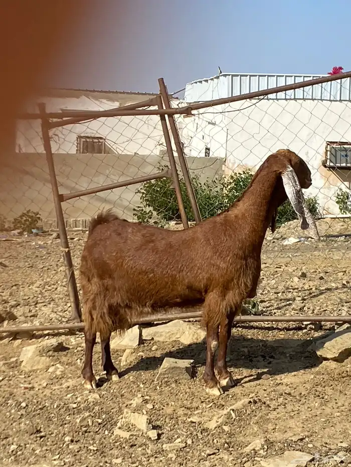 باكستانية السن جامع 1