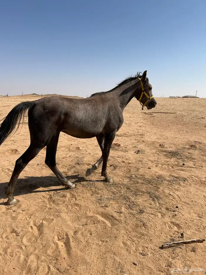 حصان معسوف للبيع 0