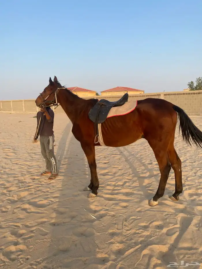 حصان للبيع 1