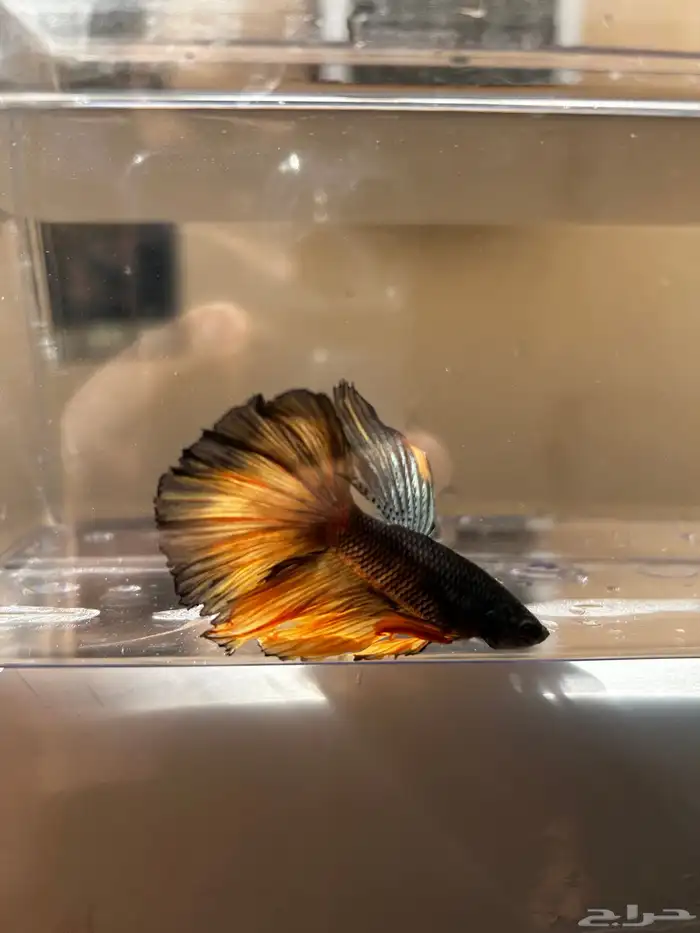 سمك فايتر الوان جميله و أشاكل رائعه مشاء الله 11