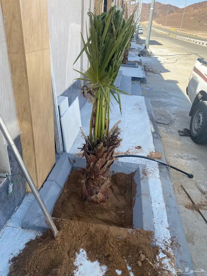 يوجد لدينا نخل زينه وشنطن الموقع شقرالمجمعه ساجر الدودمي 4