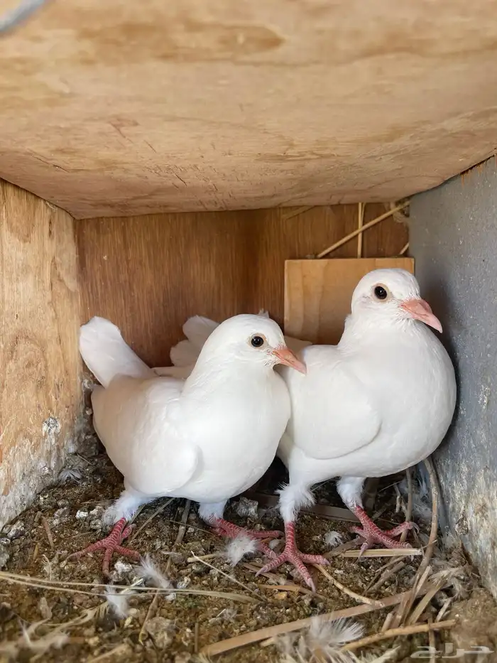 للبيع بسابيس 10 اجواز 1