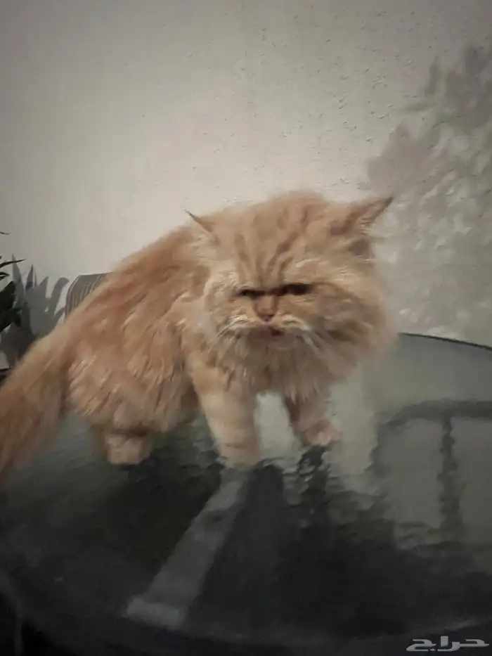 قطو شيرازي العملاق 4