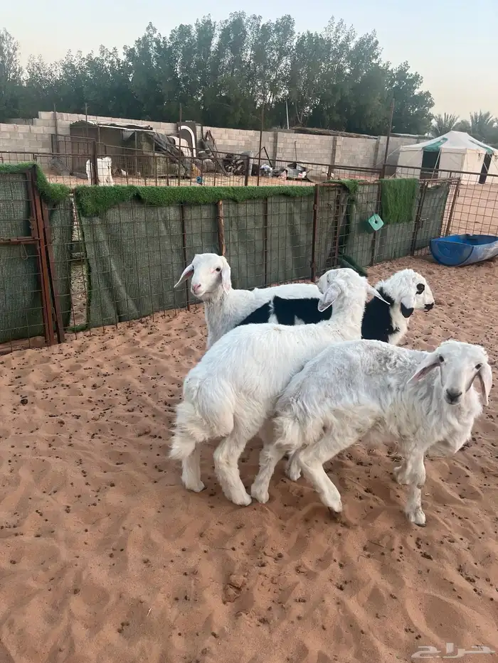 هرافى حري عدد 4 خرفان 3