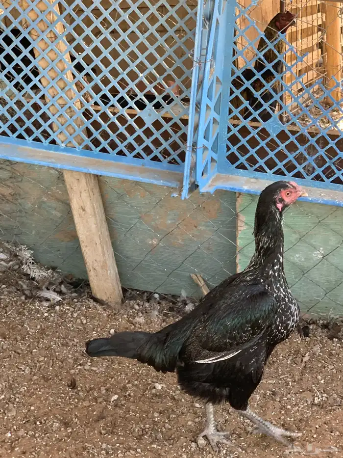 للبيع دجاج باكستاني العدد 27 دجاج مع اديك عددهم 8 20