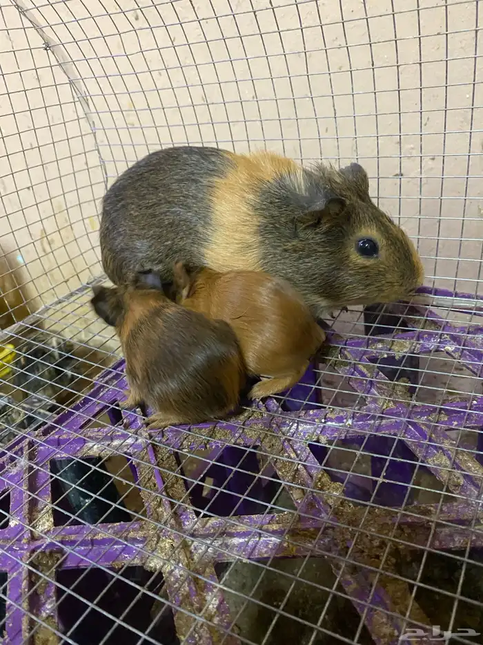 عاجل وبر مع عيالها 2