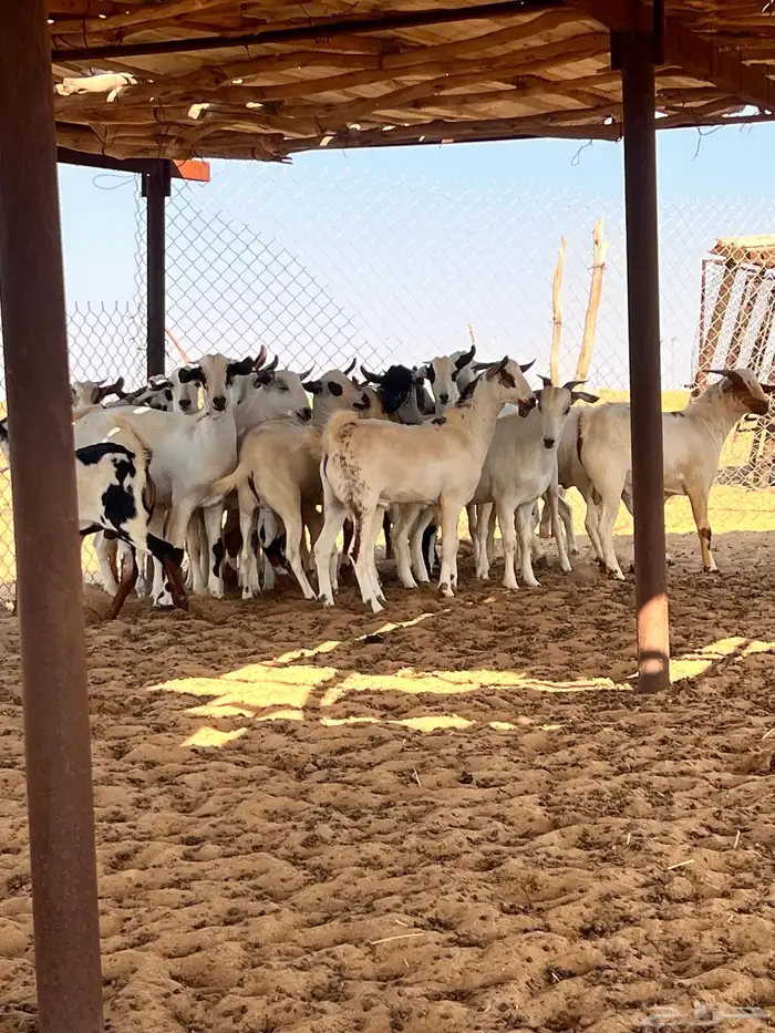 تيوس اضاحي 4