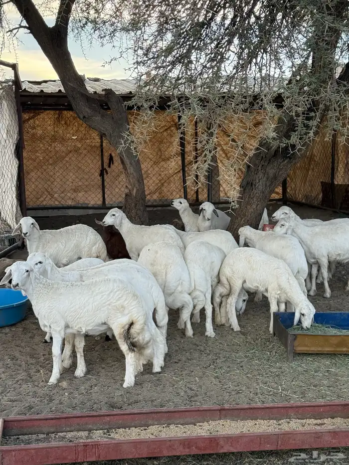 خرفان عدد 18 مابين خروف ورخال مشرووطه 2