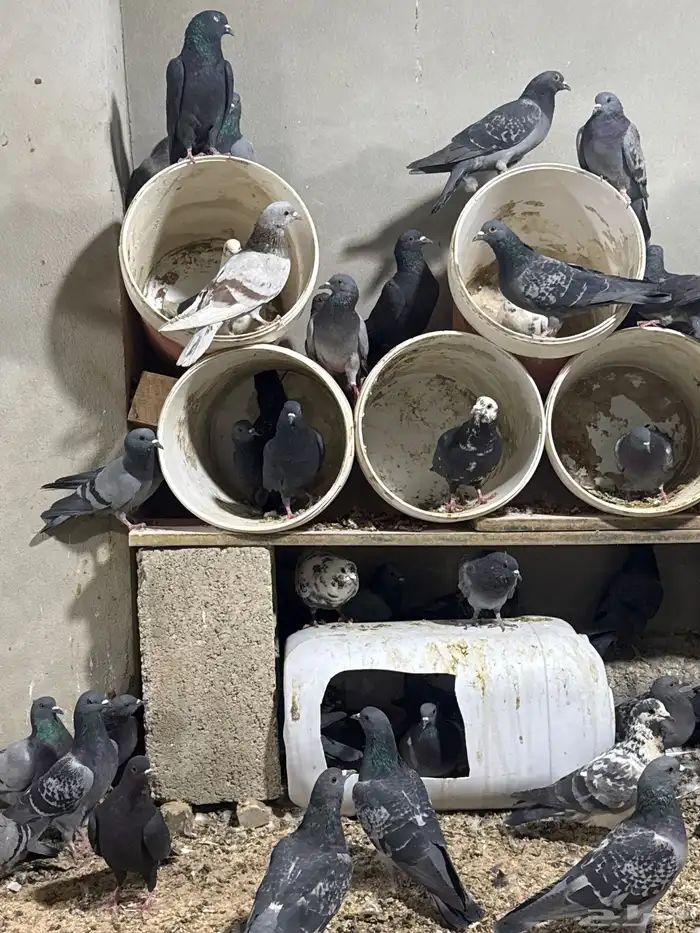 حمام سوادي 2