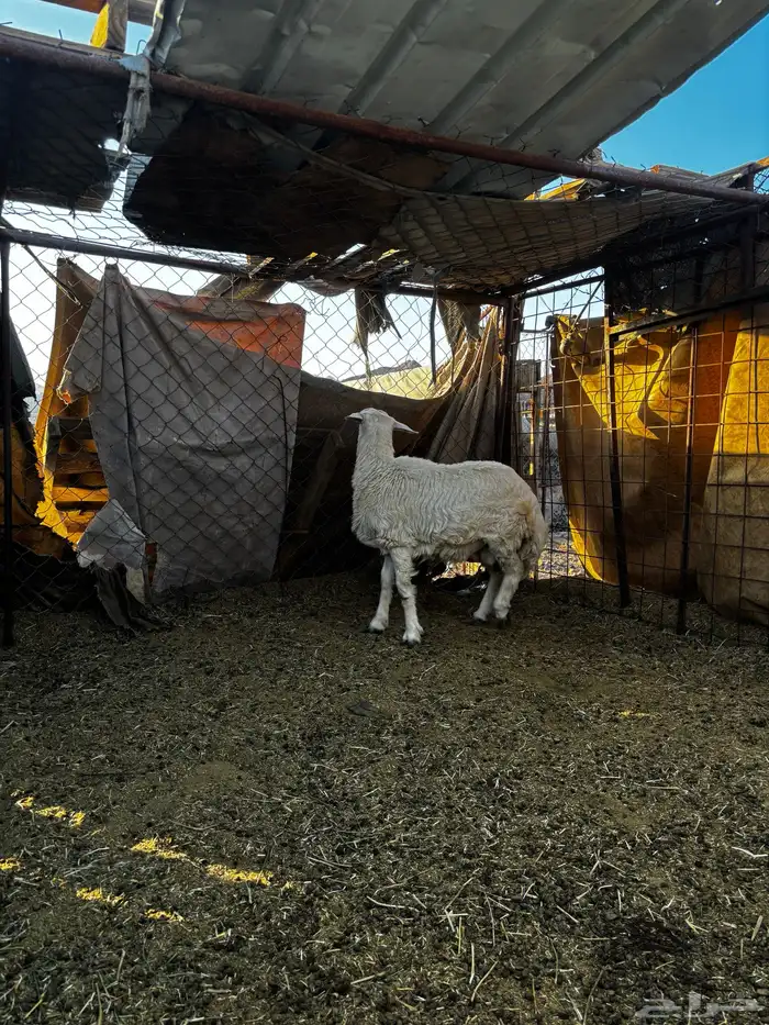 خروف ذبيحه 3