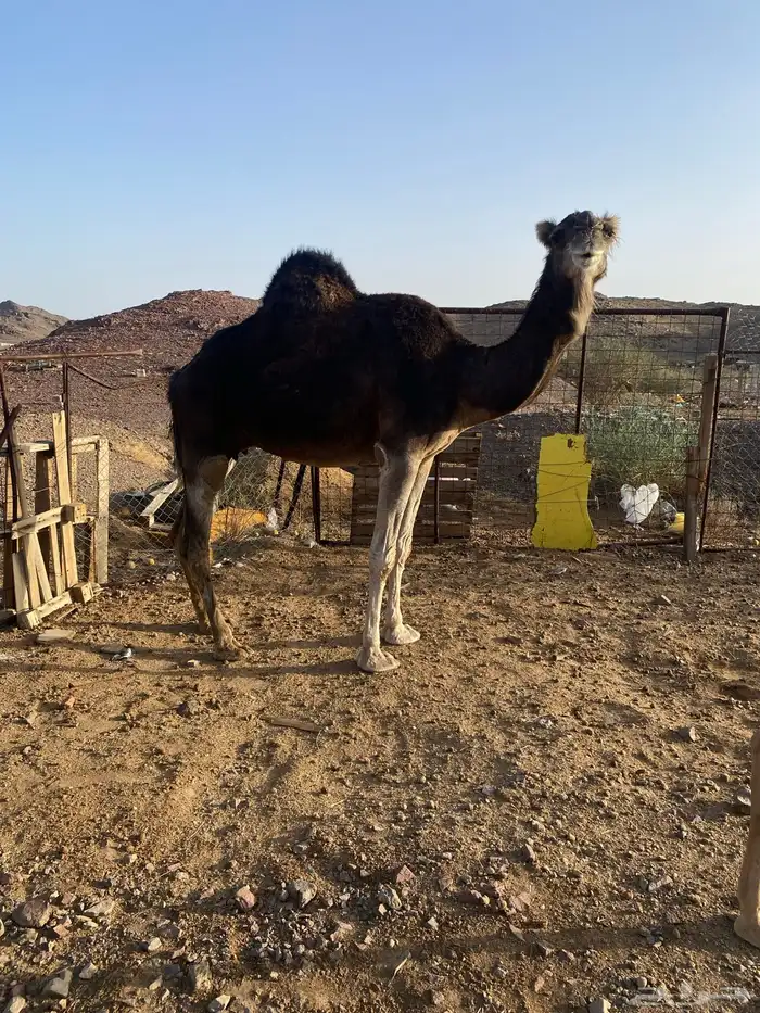 ناقه كنانيه ضريبه تحتها بكره طيبه منوة القناي 2