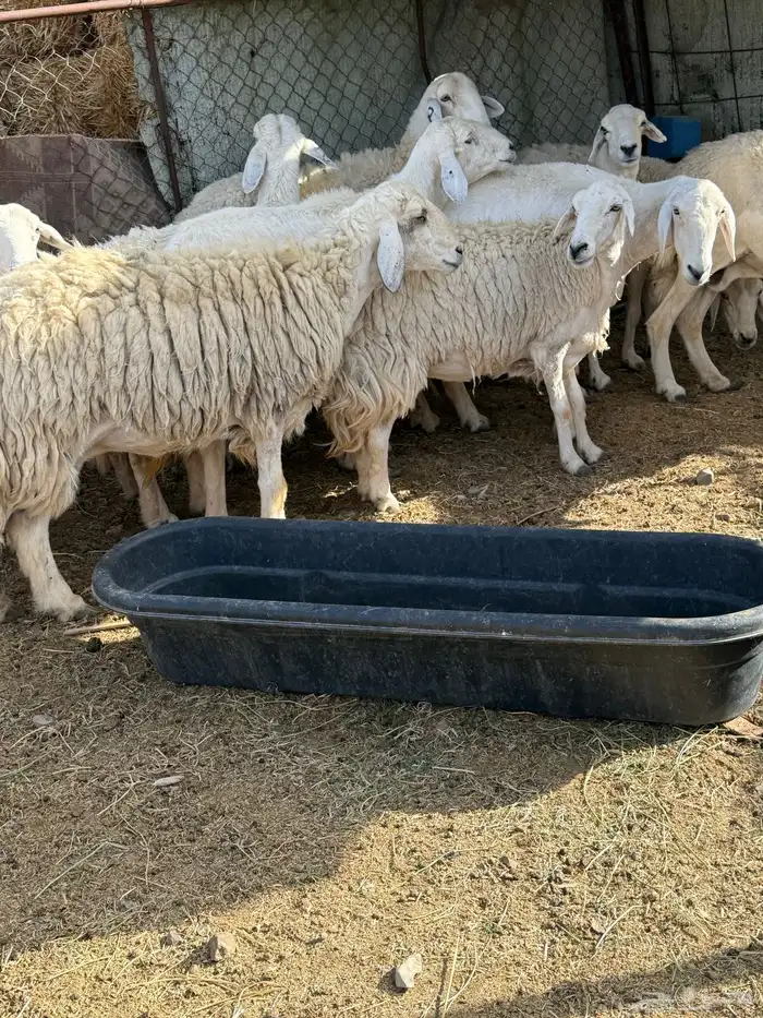 ضان مراح للبيع 7