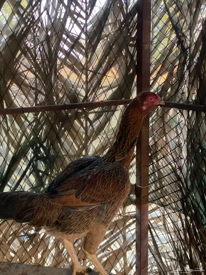 دجاج باكستاني . 5