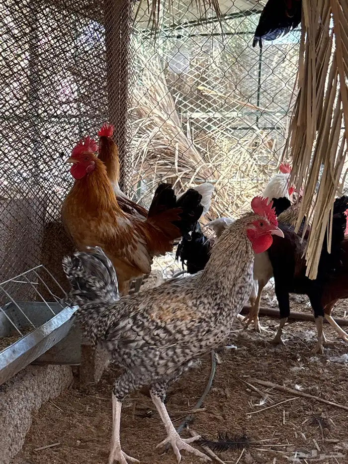 دجاج و ديكه بلدي 0