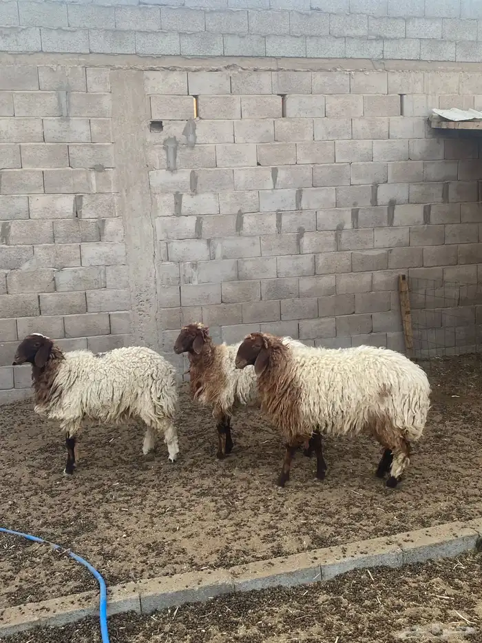 جذعات مقاني 1