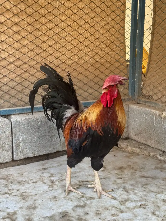 ديك فري جرم كبير التفاصيل في اعلاني السابق 11