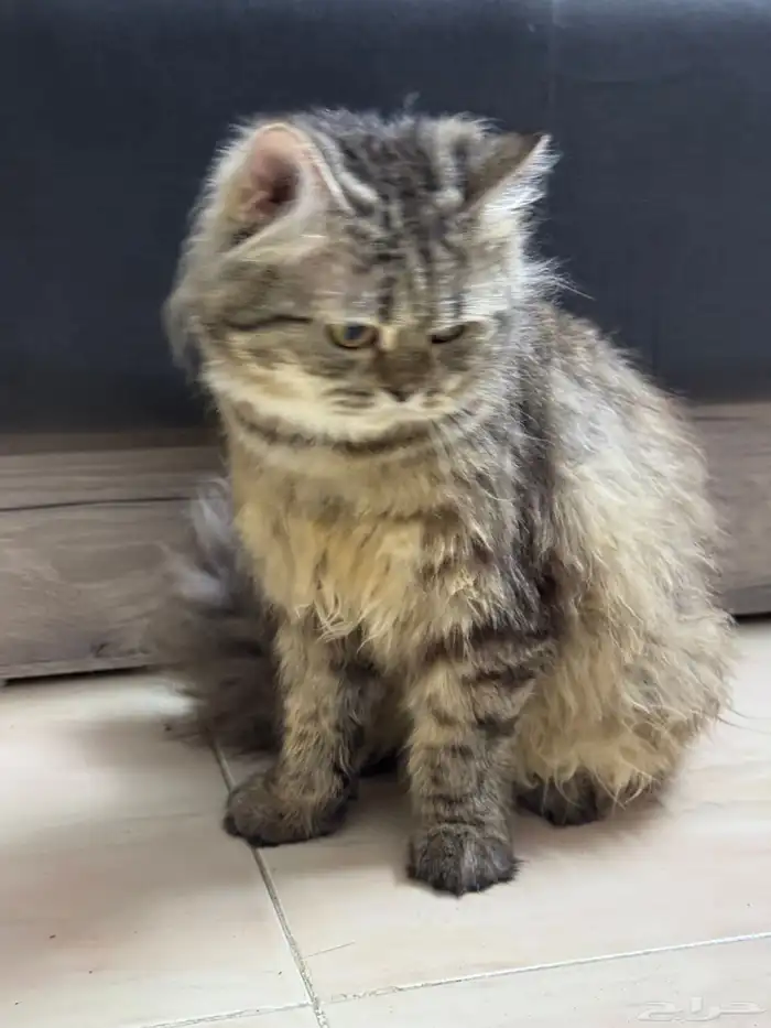 قطة ذكر شيرازي للبيع 0