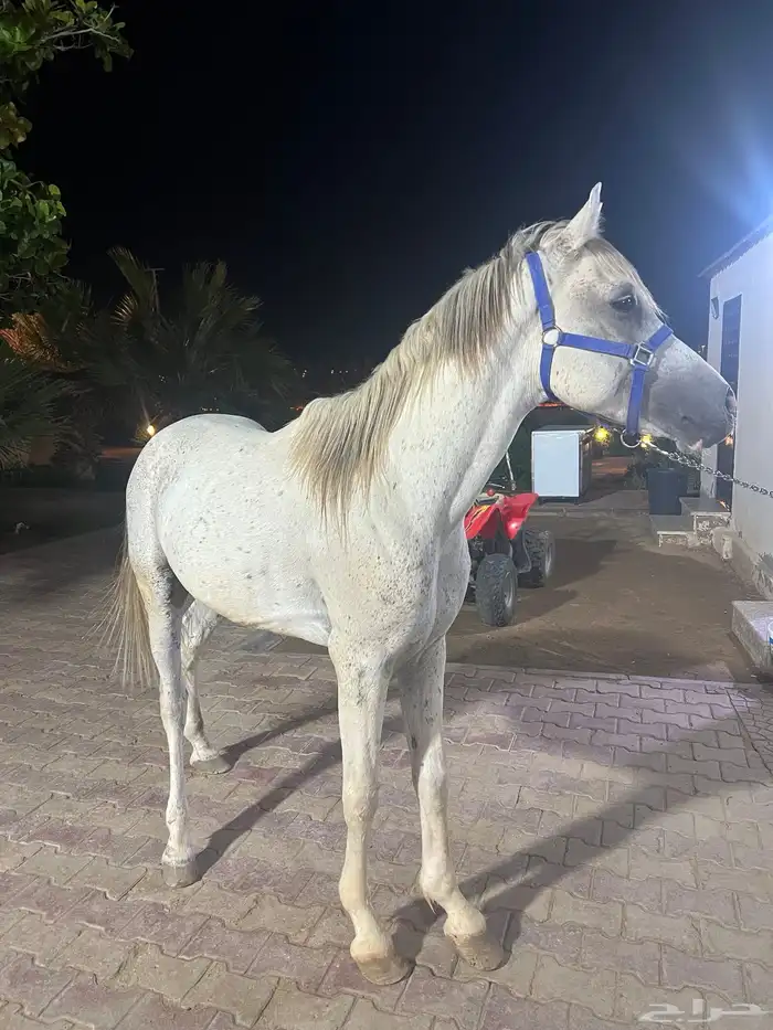 حصان للبيع 6