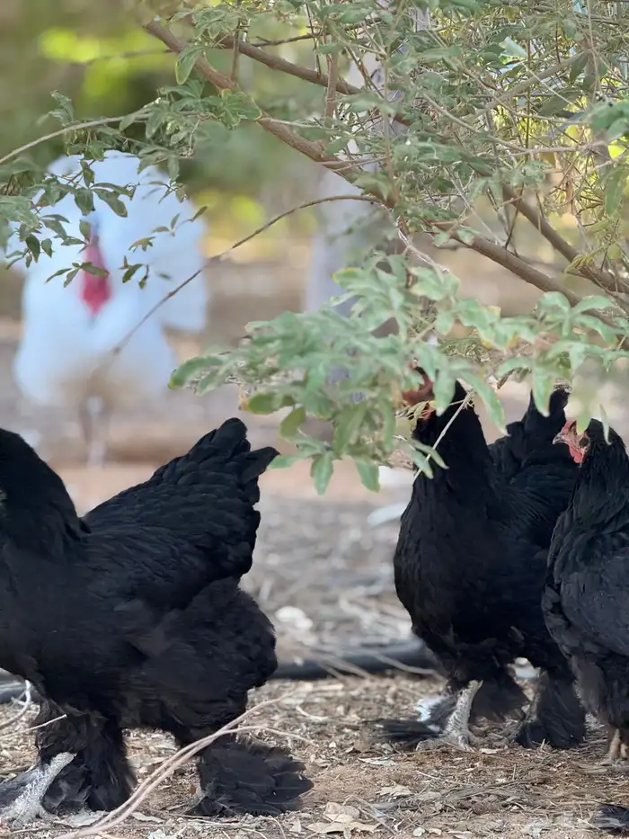 دجاج براهما 2