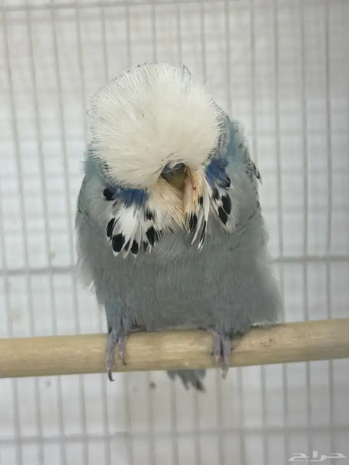 للبيع زوج انجليزي مستوي معاه بيض مخصب 1