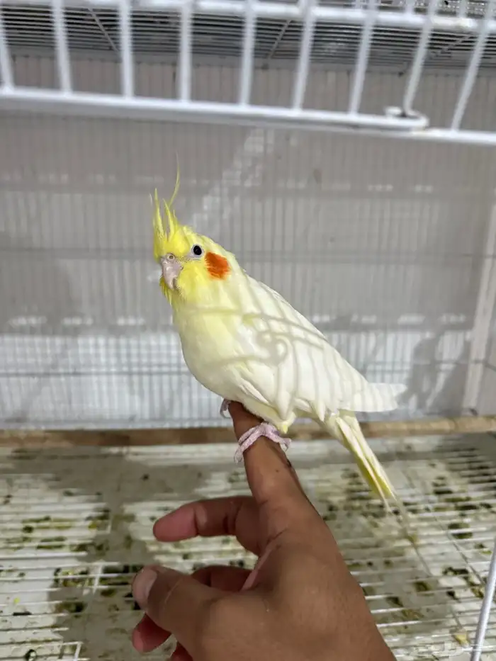 للبيع 4 اجواز كروان منتجات .. 7