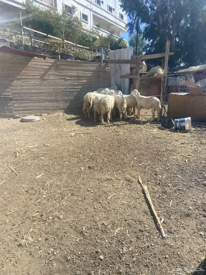 خمسة طليان واثنتين من الضأن 0